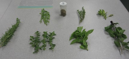 Herbs- clockwise from upper left - marjoram, , thyme, sage, cinnamon basil, sweet basil, oregano and rosemary