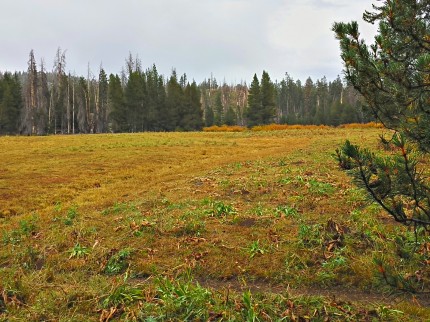 Beer Keg Meadow