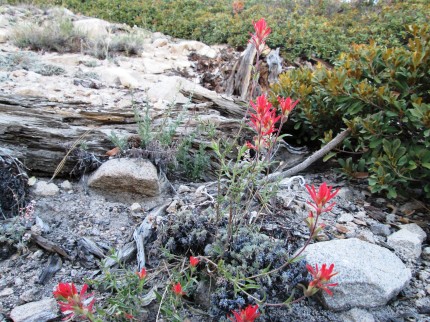 Indian Paintbrush