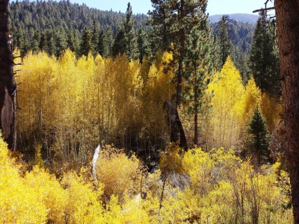 Aspen Groves - San Gorgonio Wilderness