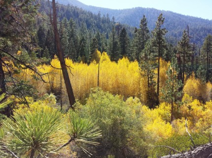 Aspen Groves - San Gorgonio Wilderness