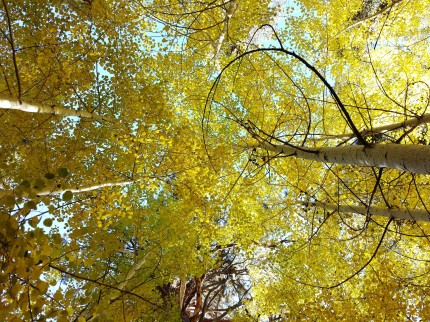 Aspen Groves - San Gorgonio Wilderness