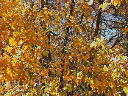 Black oak changing into its fall color.