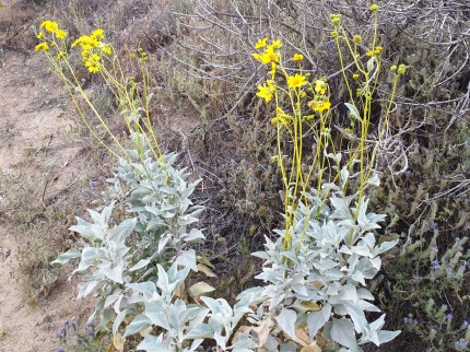 Encelia farinosa - brittlebush or brittlebrush