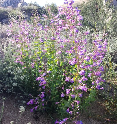 Penstemon spectabilis -  Showy penstemon