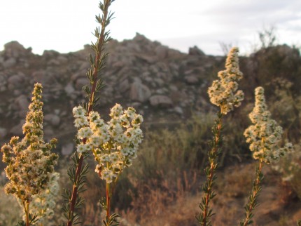 Adenostoma Fasciculatum