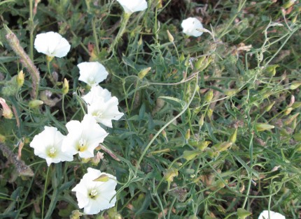 Calystegia Macrostegia