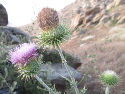 Cirsium Occidentale var. Californicum