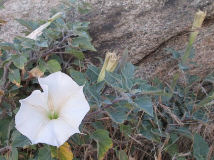  Datura Wrightii