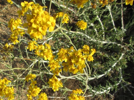 Eriophyllum Confertiflorum