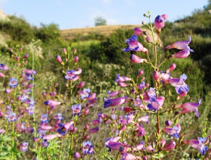 Penstemon Spectabilis