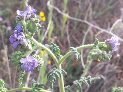 Phacelia distans