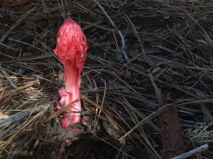 Snow Plant