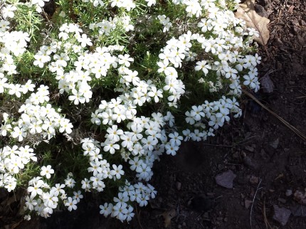 Phlox diffusa20140614_162347_BKT_1e