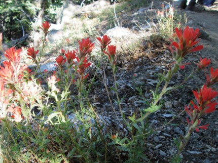 Scarlet Paintbrush